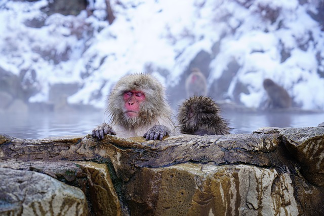 猿が温泉に浸かってる画像